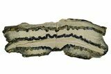 Mammoth Molar Slice With Case - South Carolina #377848-1